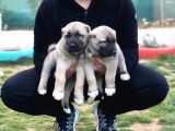 Devasa Kangal Yavruları