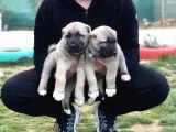 Devasa Kangal Yavruları