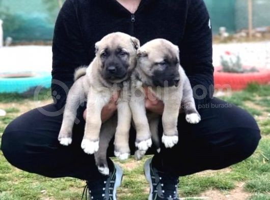 Devasa Kangal Yavruları görsel