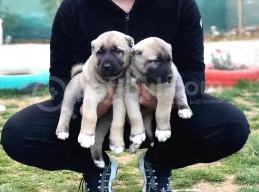 Devasa Kangal Yavruları