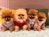 Pomeranian Boo Yavruları