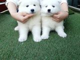 Samoyed Yavruları
