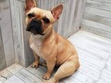 French Bulldog Erkek