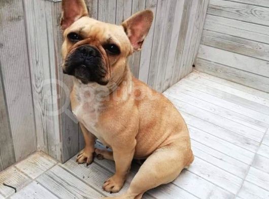French Bulldog Erkek görsel
