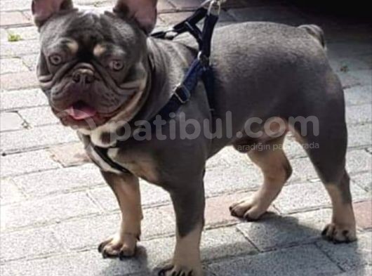 French Bulldog Erkek görsel