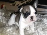 French Bulldog Erkek