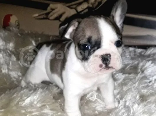 French Bulldog Erkek