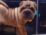 Sharpei Yavruları
