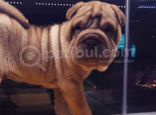 Sharpei Yavruları görsel