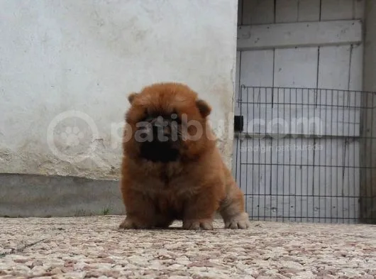 Chow Chow Yavruları