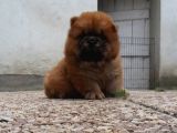 Chow Chow Yavruları