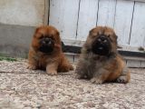 Chow Chow Yavruları