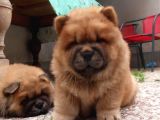 Chow Chow Yavruları