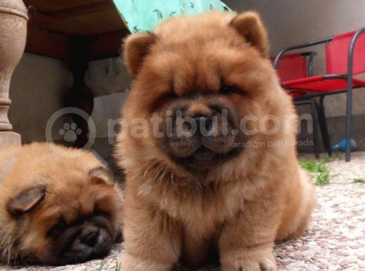 Chow Chow Yavruları görsel