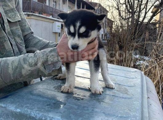 Sibirya Kurdu A Kalite Yavrularımız görsel