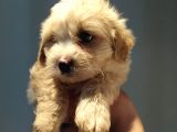 Maltipoo Bebeklerimiz