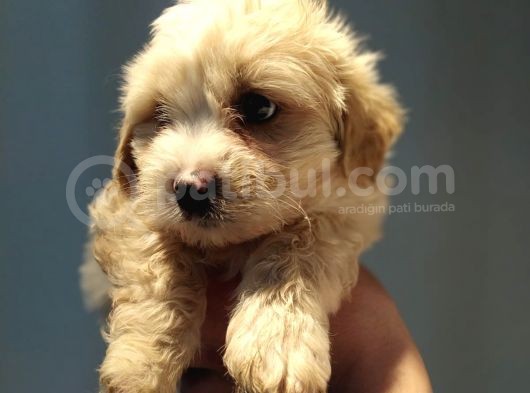 Maltipoo Bebeklerimiz görsel