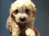 Maltipoo Bebeklerimiz
