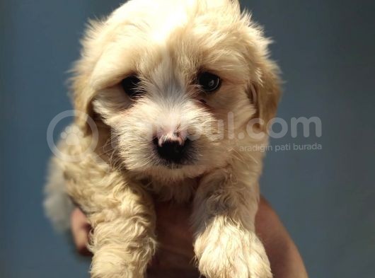 Maltipoo Bebeklerimiz görsel