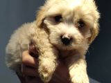Maltipoo Bebeklerimiz