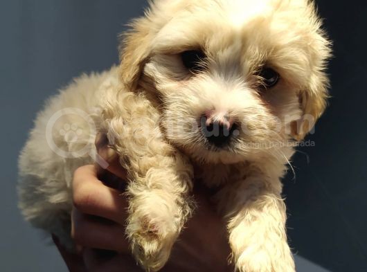 Maltipoo Bebeklerimiz görsel