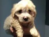 Maltipoo Bebeklerimiz