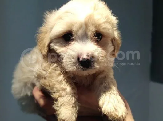 Maltipoo Bebeklerimiz