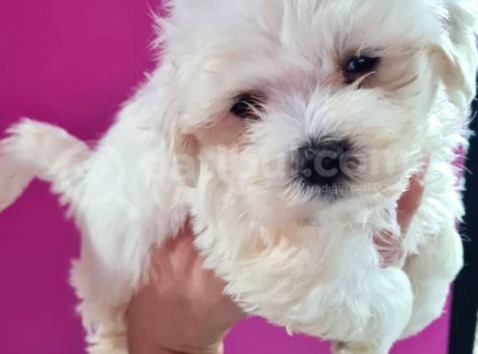 Maltese 0 Numara Bebeklerimiz görsel