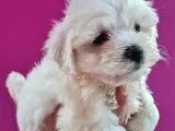 Maltese 0 Numara Bebeklerimiz