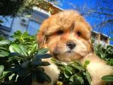 Show Kalıte Maltipoo Yavrularımız