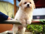 Cocuklarla Anlasabılen En Iyı Irk Maltipoo  Yavrularımız