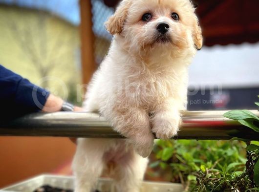 Cocuklarla Anlasabılen En Iyı Irk Maltipoo  Yavrularımız görsel