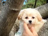 Cocuklarla Anlasabılen En Iyı Irk Maltipoo  Yavrularımız