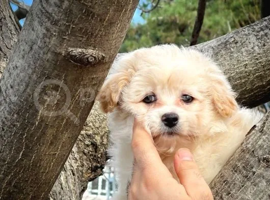 Cocuklarla Anlasabılen En Iyı Irk Maltipoo  Yavrularımız