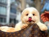 Cocuklarla Anlasabılen En Iyı Irk Maltipoo  Yavrularımız