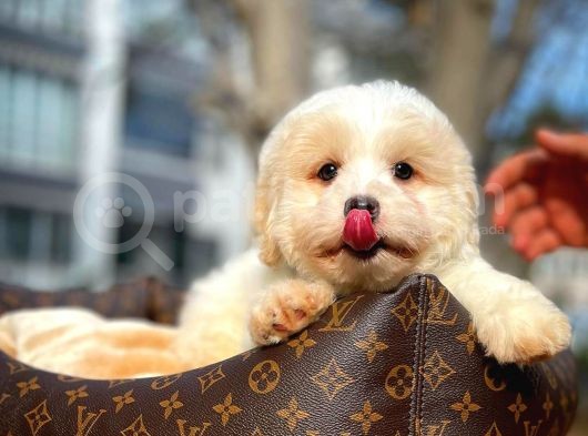 Cocuklarla Anlasabılen En Iyı Irk Maltipoo  Yavrularımız görsel