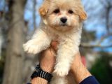 Cocuklarla Anlasabılen En Iyı Irk Maltipoo  Yavrularımız