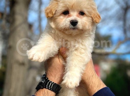 Cocuklarla Anlasabılen En Iyı Irk Maltipoo  Yavrularımız görsel