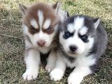A Kalite Husky Sibirya Kurdu Yavrularımız