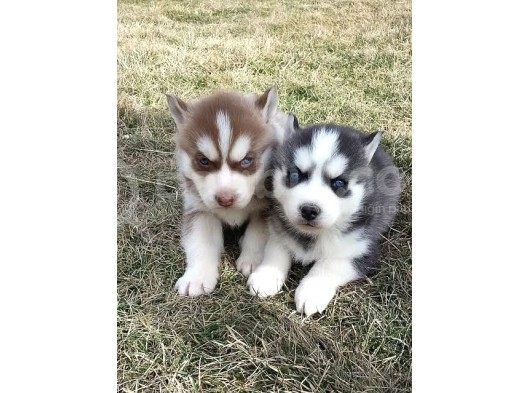 A Kalite Husky Sibirya Kurdu Yavrularımız görsel