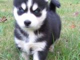 A Kalite Husky Sibirya Kurdu Yavrularımız