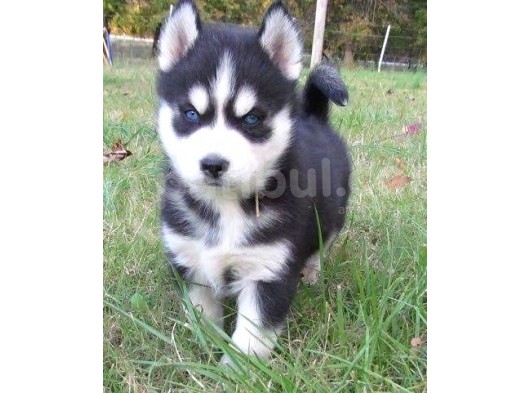 A Kalite Husky Sibirya Kurdu Yavrularımız