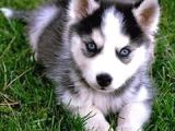 A Kalite Husky Sibirya Kurdu Yavrularımız