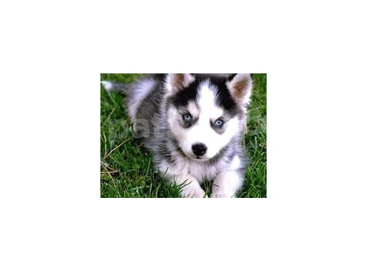 A Kalite Husky Sibirya Kurdu Yavrularımız görsel