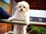 Tüy Dökülmesi Az Olan Maltipoo Yavrularımız