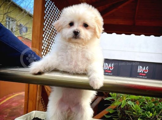 Tüy Dökülmesi Az Olan Maltipoo Yavrularımız görsel