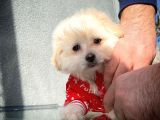 Tüy Dökülmesi Az Olan Maltipoo Yavrularımız