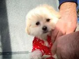Tüy Dökülmesi Az Olan Maltipoo Yavrularımız