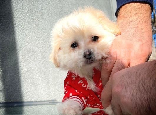 Tüy Dökülmesi Az Olan Maltipoo Yavrularımız görsel