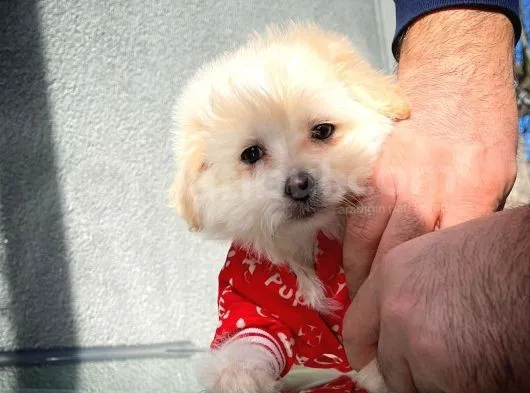 Tüy Dökülmesi Az Olan Maltipoo Yavrularımız